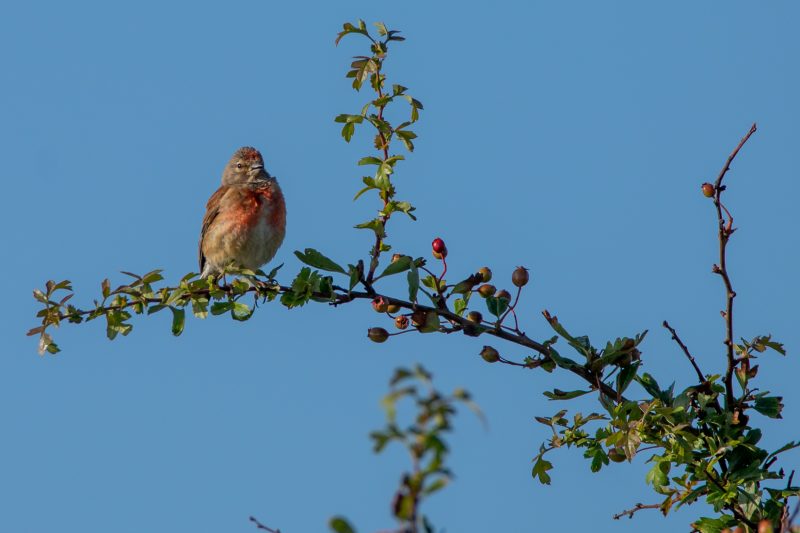 Linotte mélodieuse mâle